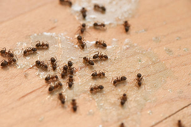 Best Pest Prevention Services  in Raleigh Hills, OR