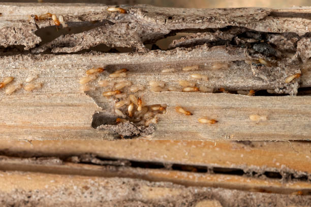 Reliable Raleigh Hills, OR Pest Control Solutions